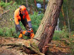 Best Tree and Shrub Care  in Nooksack, WA