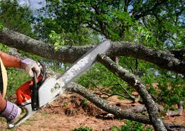 Best Lot and Land Clearing  in Nooksack, WA