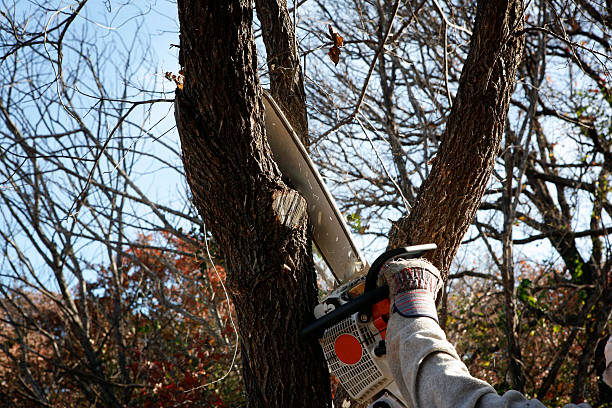 Best Emergency Tree Removal  in Nooksack, WA