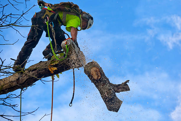 Seasonal Cleanup (Spring/Fall) in Nooksack, WA