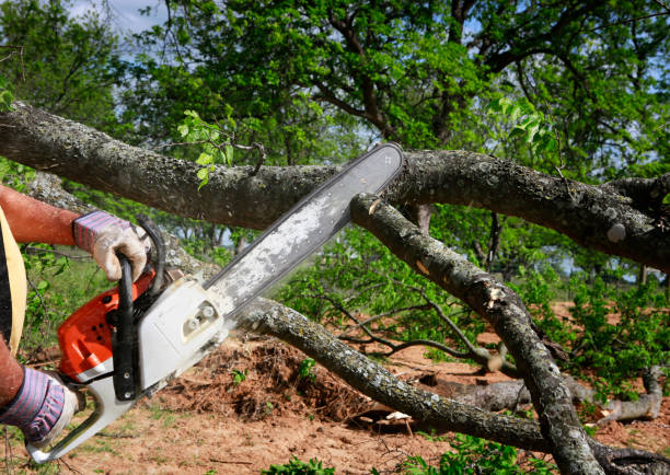 How Our Tree Care Process Works  in  Nooksack, WA