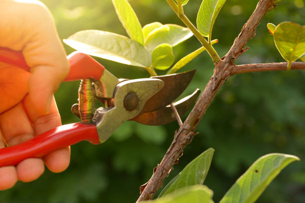 Best Commercial Tree Removal  in Nooksack, WA