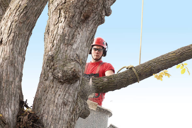 Reliable Nooksack, WA Tree Removal Services Solutions